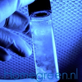 Liquid Culture Blauwplaat Stropharia 12 ml